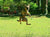 Escaping from the Yard - Fences by All Type Fence