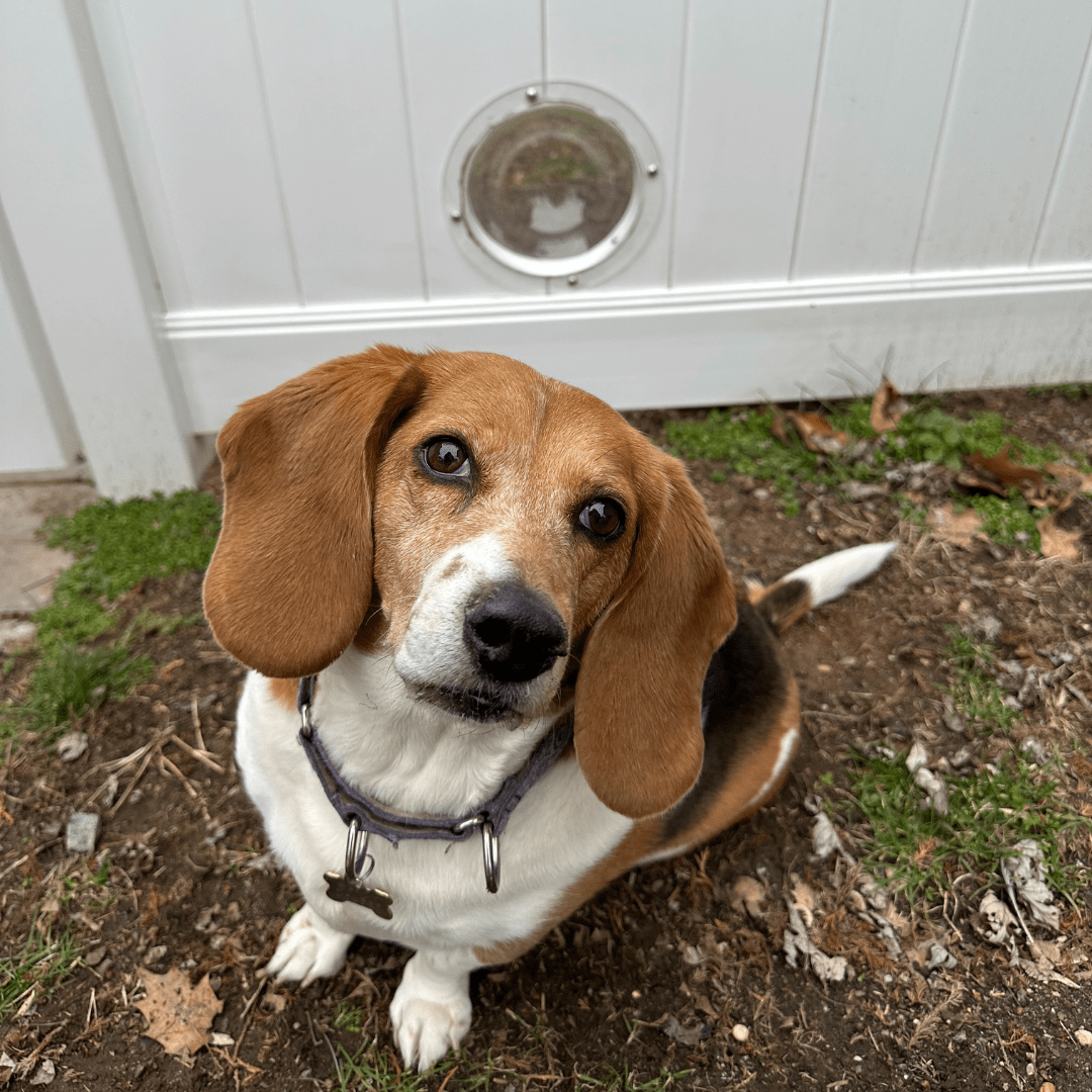 beagle and pet portal